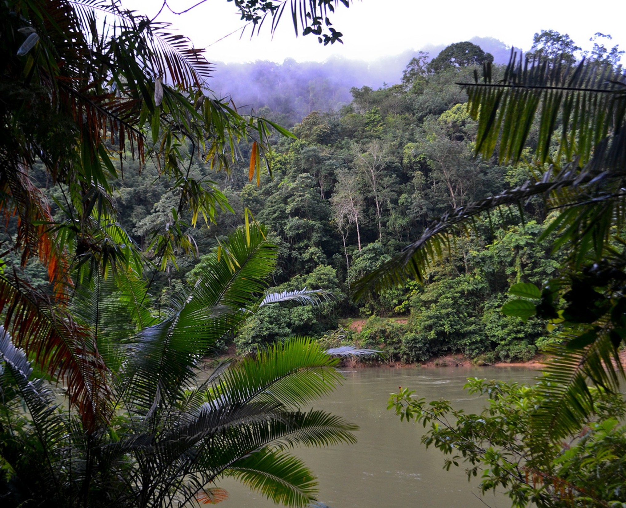 Into the Wild — Sumatran wildlife